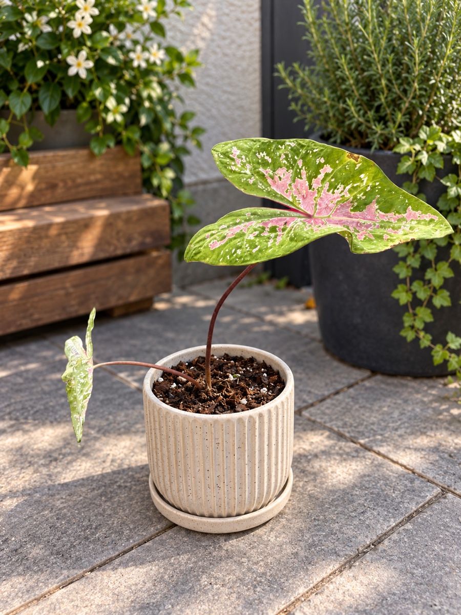 Piante & sementi: Caladium Pflanze bunt Ableger – Nuovo (secondo la descrizione) da Altdorf UR venduto da nemio.shop 1