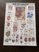 Niere und Harnleiter Anatomy - kidneys and urinary system.