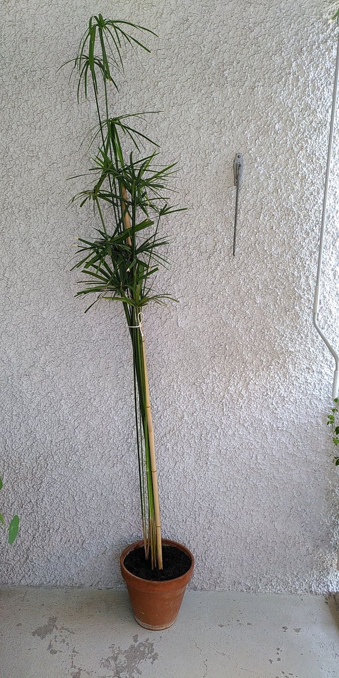 Papyrus Zimmerpflanze ca. 2 Meter hoch (Neu (gemss Beschreibung)) in  Zrich fr CHF 55  nur Abholung auf Ricardo kaufen