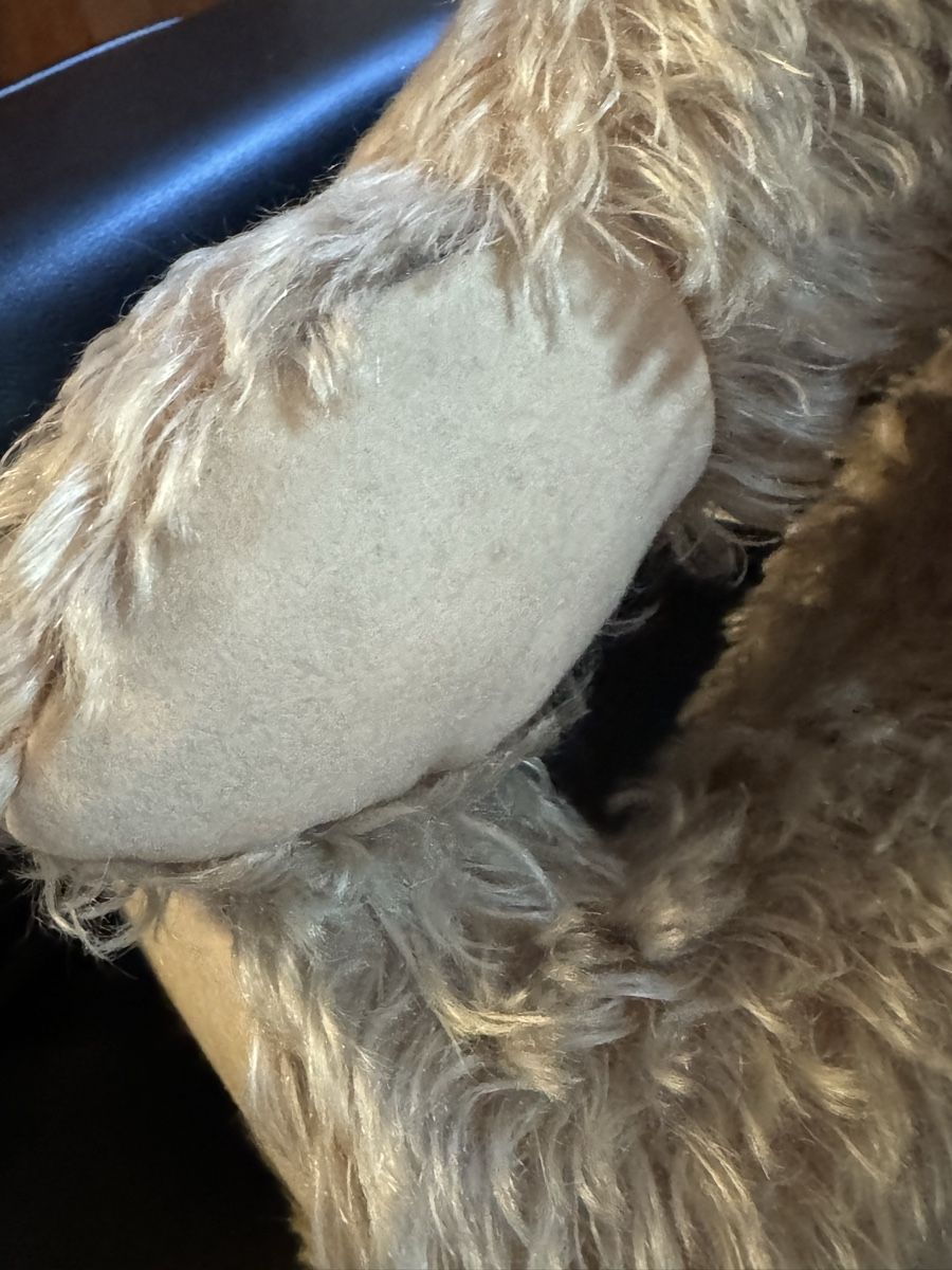 Steiff Giocattoli: Steiff Teddybär – Usato da Binningen venduto da kal_5nsj 6