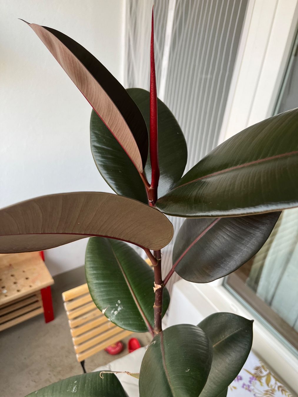 Piante & sementi: Gummibaum (Ficus elastica) – Usato da Bern venduto da kho_s6j8 2