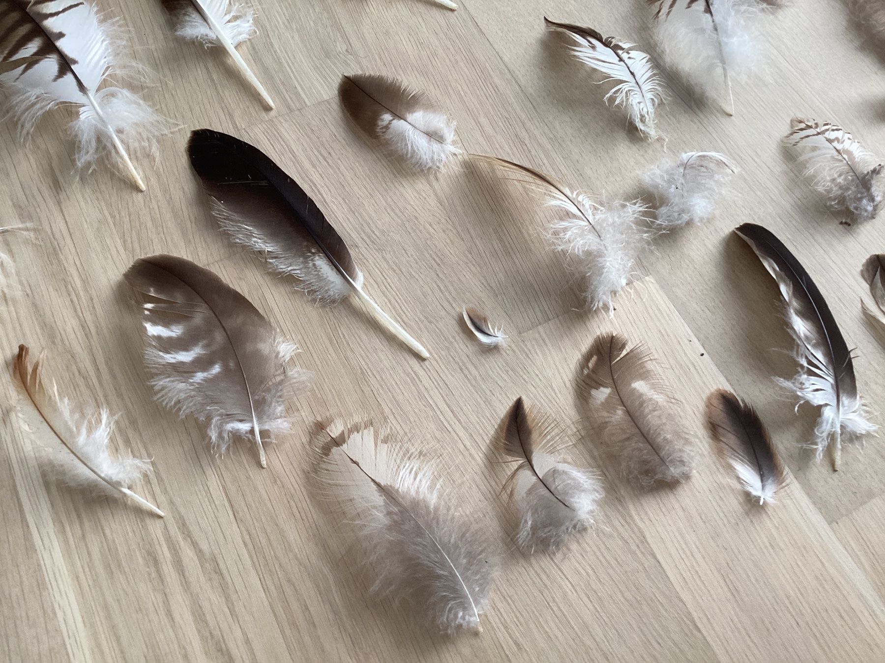 Welt der Tiere: Rotmilan und Mäusebussard Federn 1 – Gebraucht aus Flawil von Barschfreak 2