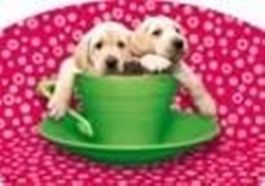 Schreibtischunterlage - 2 HUNDE IN TASSE