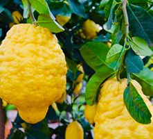 5 Samen Kalabrische Zedratzitrone CITRUS MEDICA + Anweisung