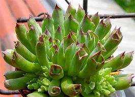 Oddity Sedum - macht Kindel - Jungpflanze