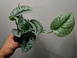 Scindapsus 'Exotica'