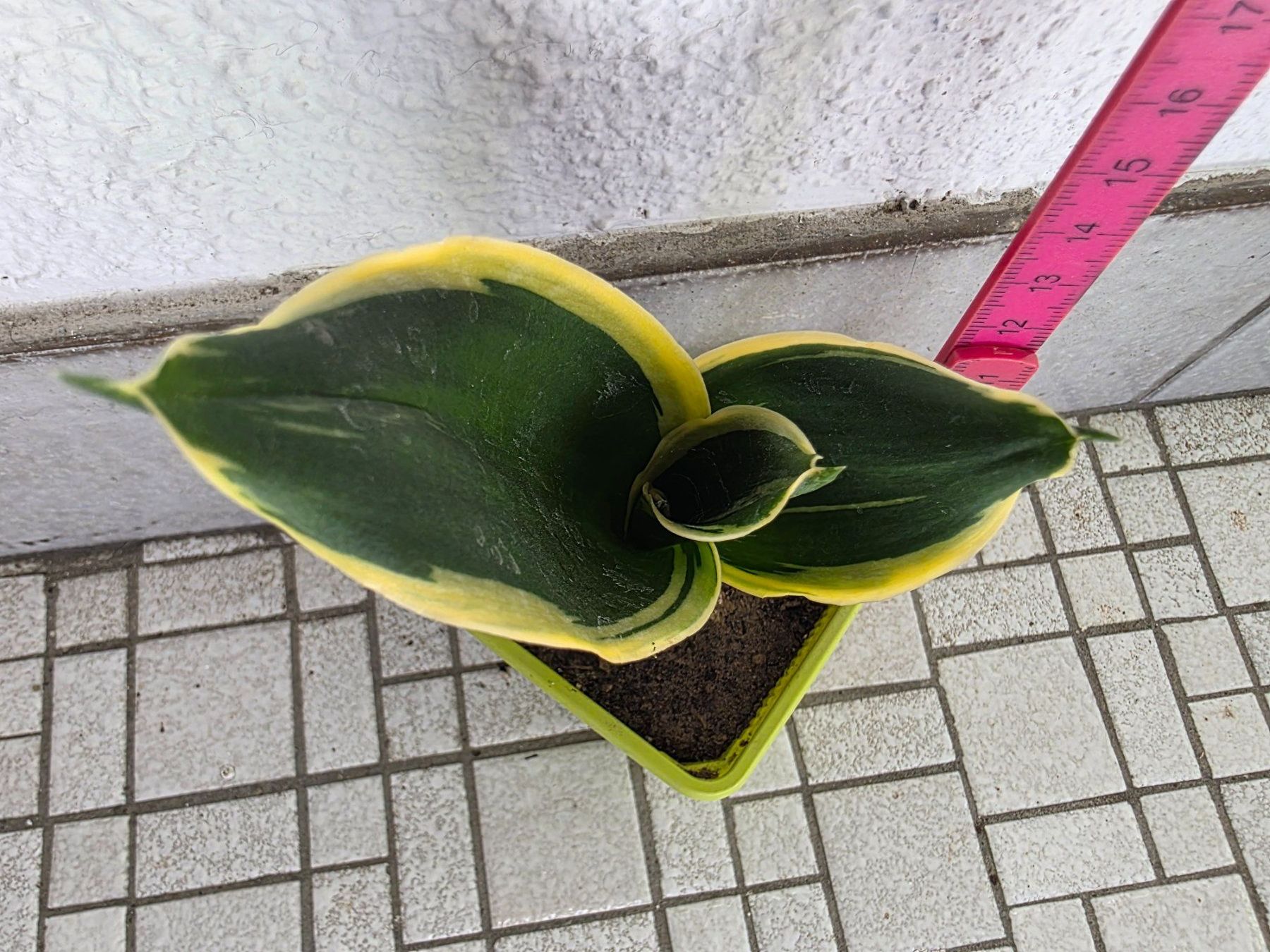 Pflanzen & Samen: Mini Sanseveria "Golden Hanii" / Schwiegermutterzunge – Neu (gemäss Beschreibung) aus Thalheim von silvara01 1