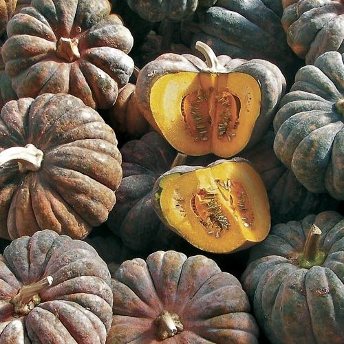 Piante & sementi: 12 Samen CHIRIMEN Kürbis – Nuovo (secondo la descrizione) da Ehrendingen venduto da VerveinaSamen