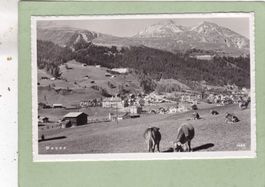 Davos Kühe 1949
