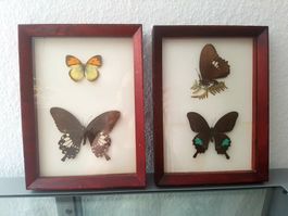 2 Bilder - echt exotische Schmetterlinge