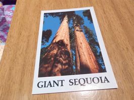 Ansichtskarte Giant Sequoia, Sierra Nevada