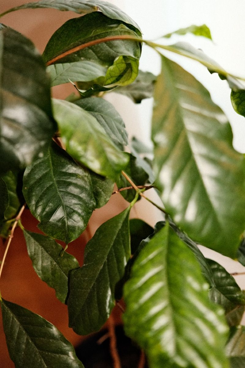 Plantes & graines: Kaffeepflanze – D'occasion à Zürich par dvblch 4