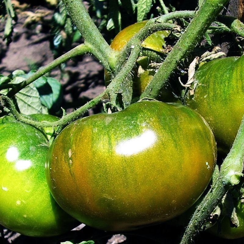 Pflanzen & Samen: 30 Samen EMERALD APPLE Tomate Rusland – Neu (gemäss Beschreibung) aus Ehrendingen von VerveinaSamen 2