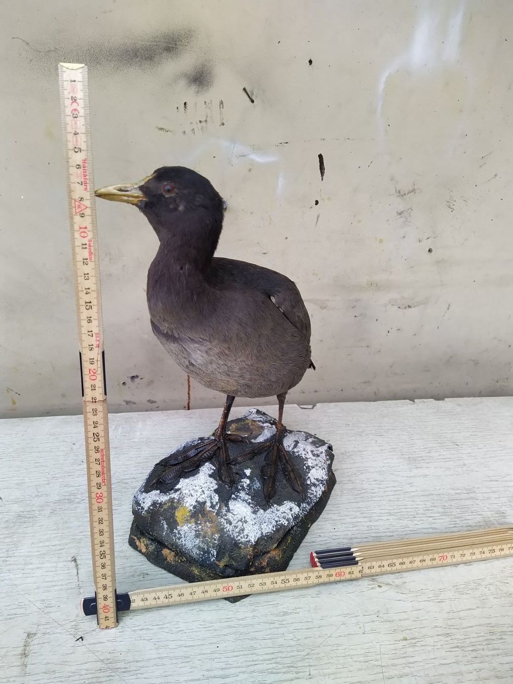 Il mondo degli animali: Blesshuhn präpariert – Usato da Wettingen venduto da Bwalti 1