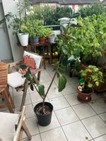 Ficus elastica (Gummibaum) inklusive Topf