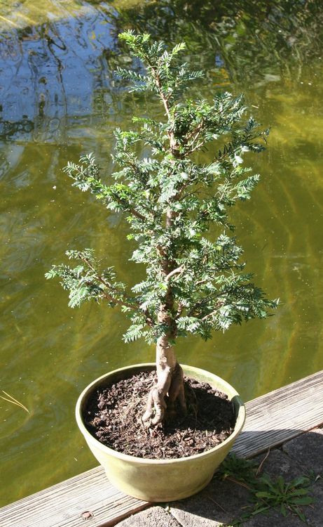 BONSAI Europäische Eibe Kaufen auf Ricardo