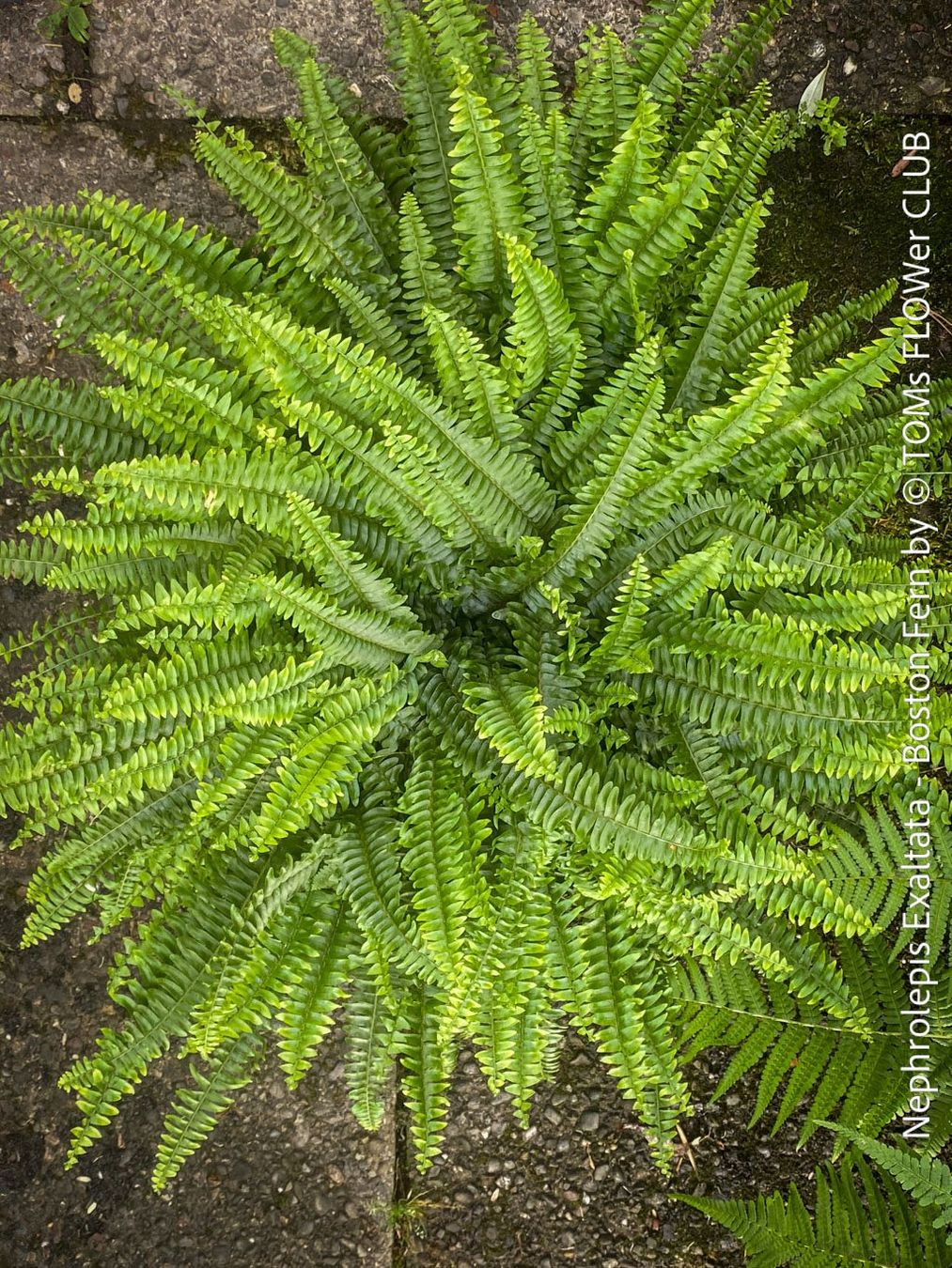 Piante & sementi: Nephrolepis Exaltata - Bostonfarn mit 70cm Durchmesser – Nuovo e nell'imballaggio originale da Adliswil venduto da astom369 5