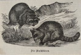 Holzstich 1872 - Waschbären, Tier, Natur