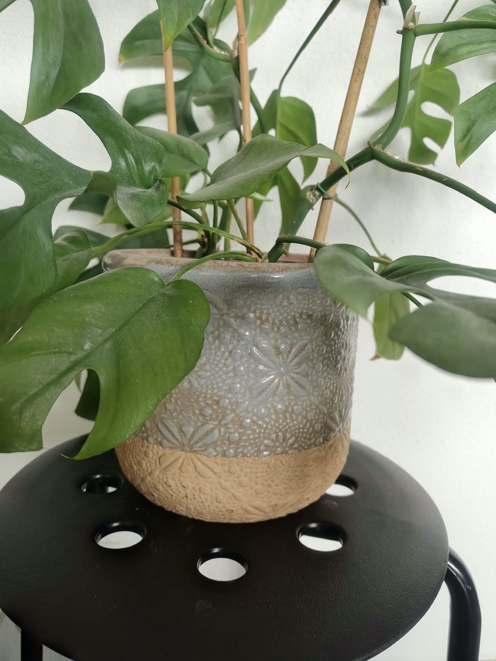 Pflanzen & Samen: Monstera Minima – Gebraucht aus Zürich von cla_hz6t 2