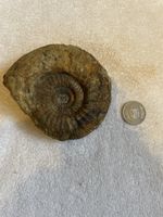 Fossil - Versteinerung - Ammonit - Sammlerstück!