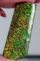 Ammolite Ammonite Coated Stone 38x13.7x5mm und 39.4ct
