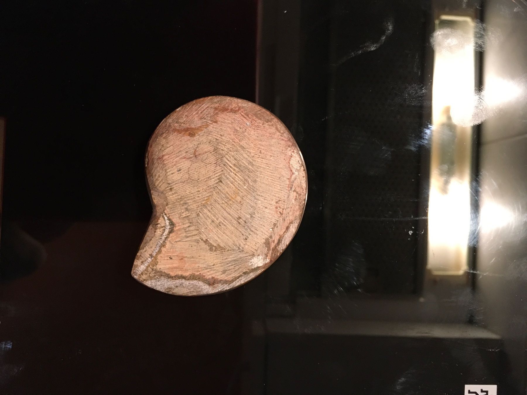 Fossili: Goniatitplatte – Usato da Oberwil BL venduto da elk_wf5x 2