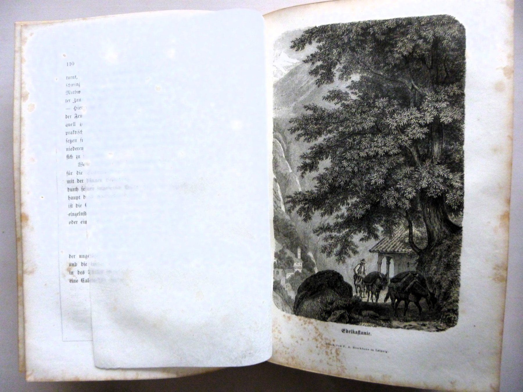 Libri: BERLEPSCH H.A. - Die ALPEN - 1861 - Illustriert – Usato da Uster venduto da schepus23 6