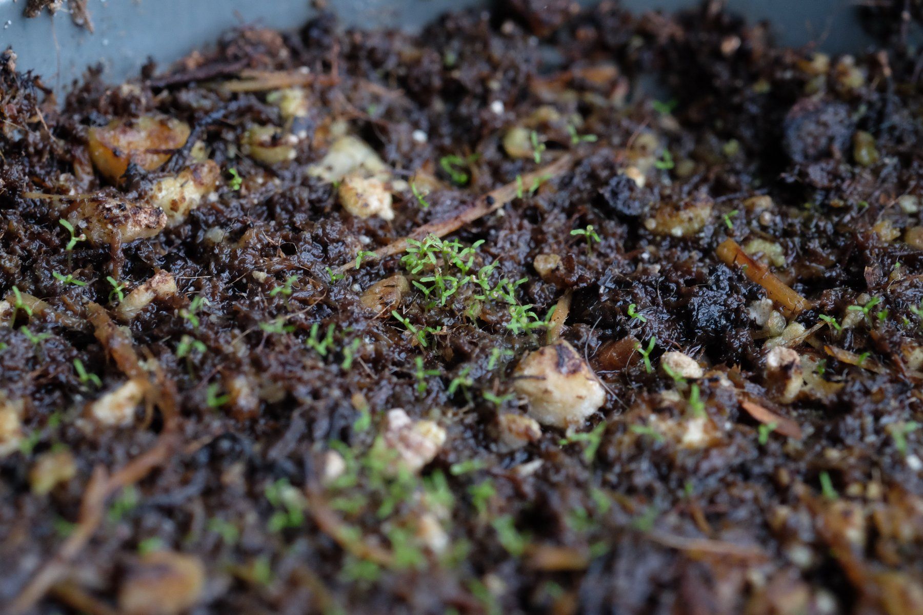 Piante & sementi: Drosera aliciae Samen – Nuovo (secondo la descrizione) da Gerolfingen venduto da Azora 3