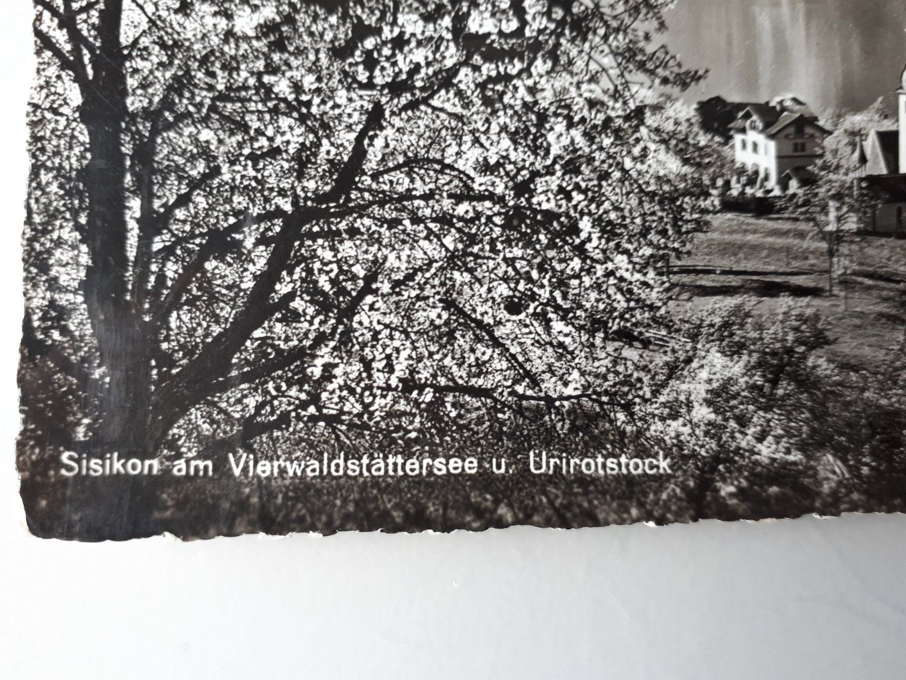 Cartoline postali: Postkarte Sisikon  mit Urirotstock 1958 – Usato da Seewen SZ venduto da SuperpumaDisplayTeam 3