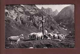 KREUZBERGE (Alpstein) - Ziegen - 1955