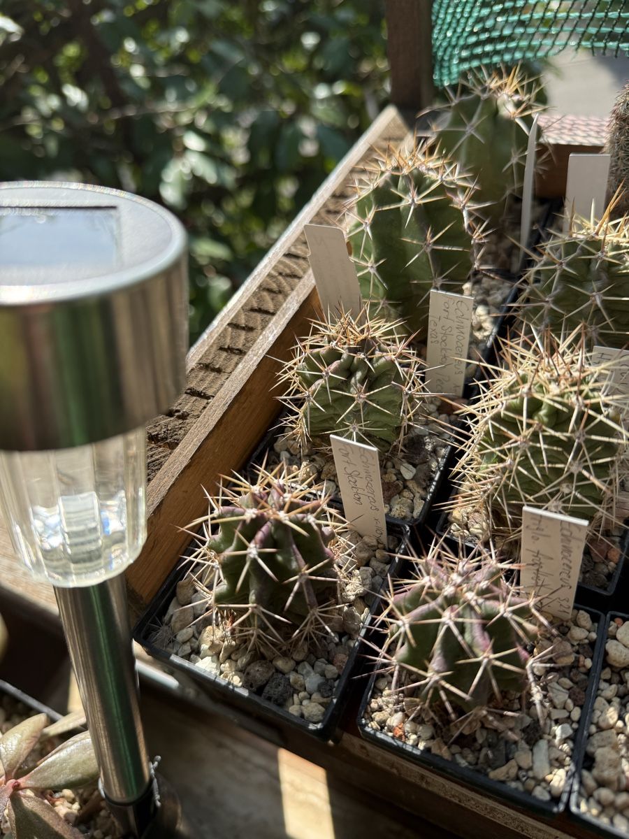 Piante & sementi: Echinocereus x lloydii – Usato da Rorbas venduto da SimS0n