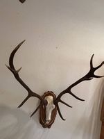 Hirschgeweih kapitaler 14-Ender