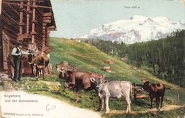 Engelberg (OW) – Almszene auf der Schwandalp mit Titlis