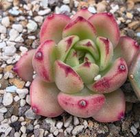 Echeveria Sunset Song
