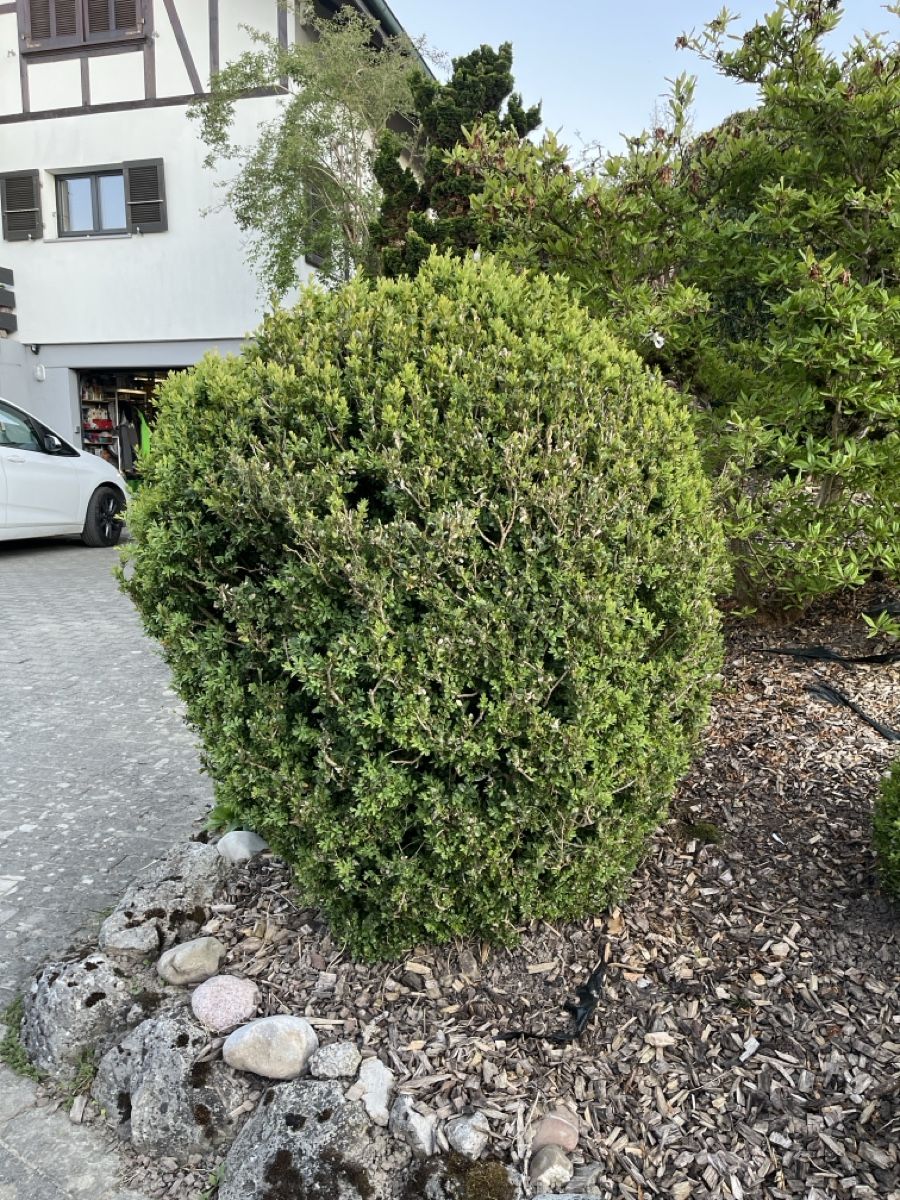 Piante & sementi: Grosser Buchs – Usato da Thunstetten venduto da Tamyx0 1