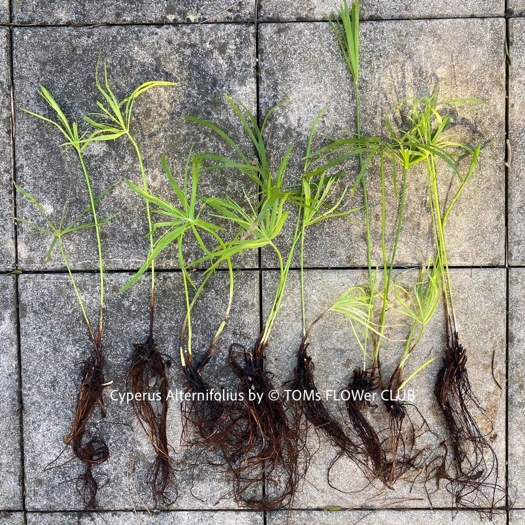 Piante & sementi: Cyperus Alternifolius - Dein Papyrus in GlasVase – Nuovo e nell'imballaggio originale da Adliswil venduto da TAKEYOURPLANT 7