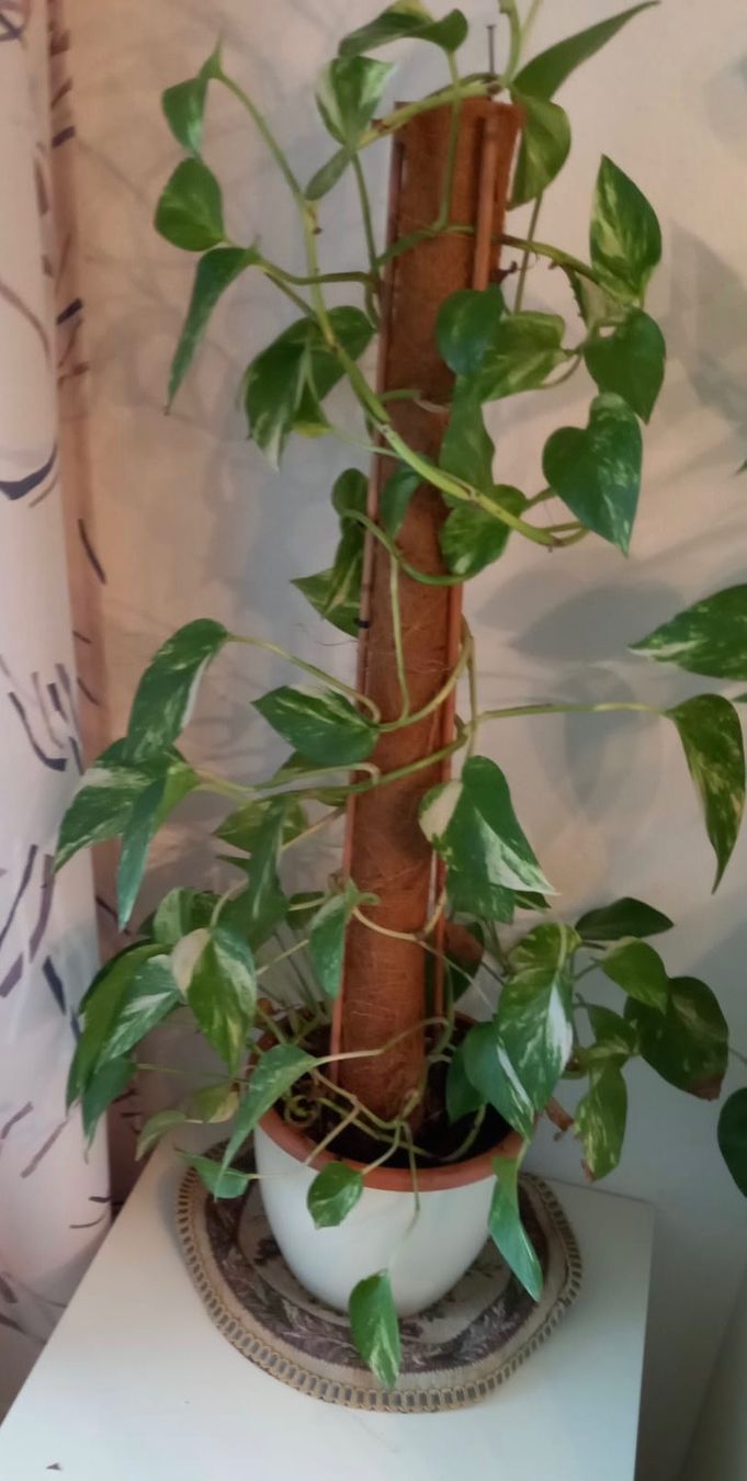string of hearts variegata pflege String of Hearts Variegata (Ceropegia Woodii Variegata) – Foliage Dreams main image 1