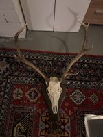 Hirschgeweih auf Holzschild, Dekoration für die Wandmontage