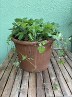 Grosse Erdbeerpflanze mit vielen Ausläufern 🍓