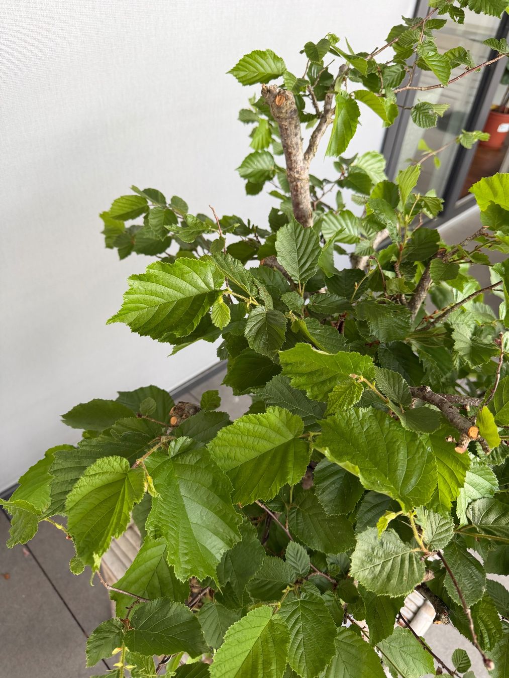 Piante & sementi: Haselnuss Bonsai – Usato da Ennetbaden venduto da miboo 4
