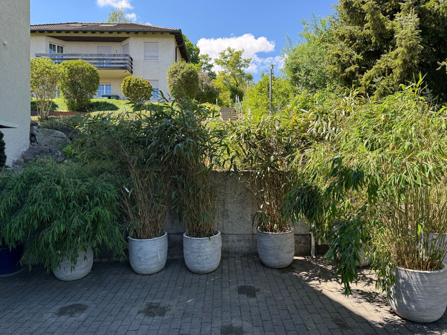 Piante & sementi: 7x Bambus im Topf – Usato da Forch venduto da kat_98t7 3