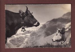 KÜHE - Behagliche Rast nach guter Weide - 1931 E. Gyger