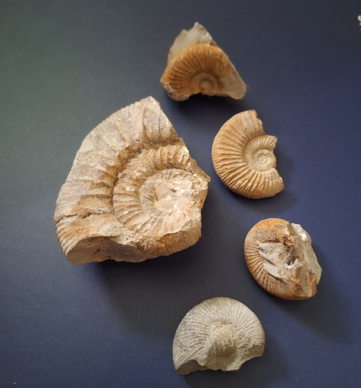 Fossili: Versand möglich. Selbstgefundene Versteinerungen – Usato da Winterthur venduto da Goldpipau 2