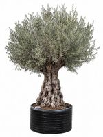Olivenbaum "Olea Europea 22"