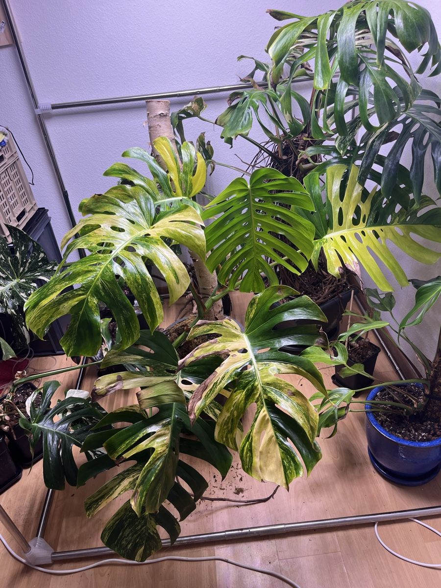 Monstera Aurea (Gebraucht) in Zug fr CHF 102  nur Abholung auf Ricardo  kaufen