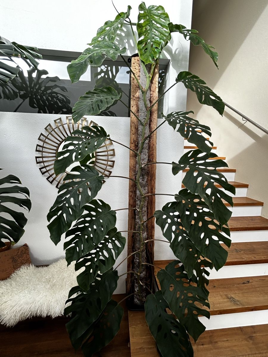 Piante & sementi: Monstera Dubia XL Steckling – Usato da Wattwil venduto da Mikesplantshop