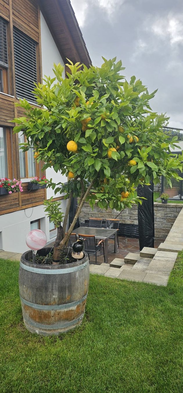 Piante & sementi: Orangenbaum inklusive Eichenfass – Usato da Oeschgen venduto da pony77 1