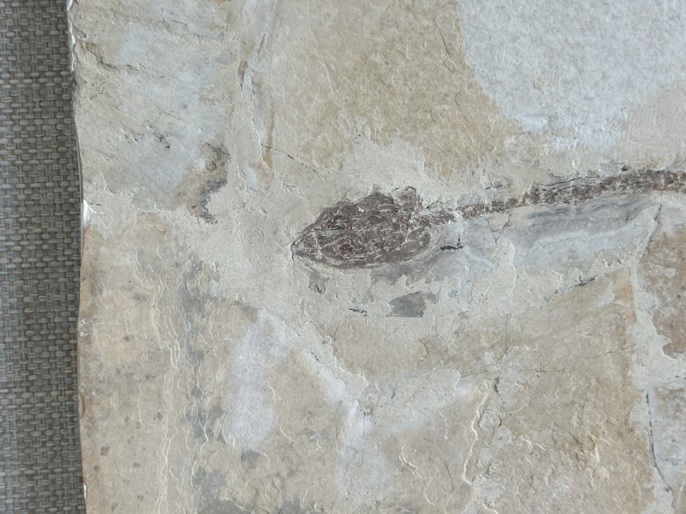 Schwimmsaurier Sinohydrosaurus (Hyphalosaurus) lingyuanensis (Gebraucht ...