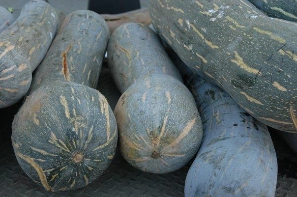 Piante & sementi: 10 Samen LUNGA DI NAPOLI Kürbis – Nuovo (secondo la descrizione) da Ehrendingen venduto da VerveinaSamen 4