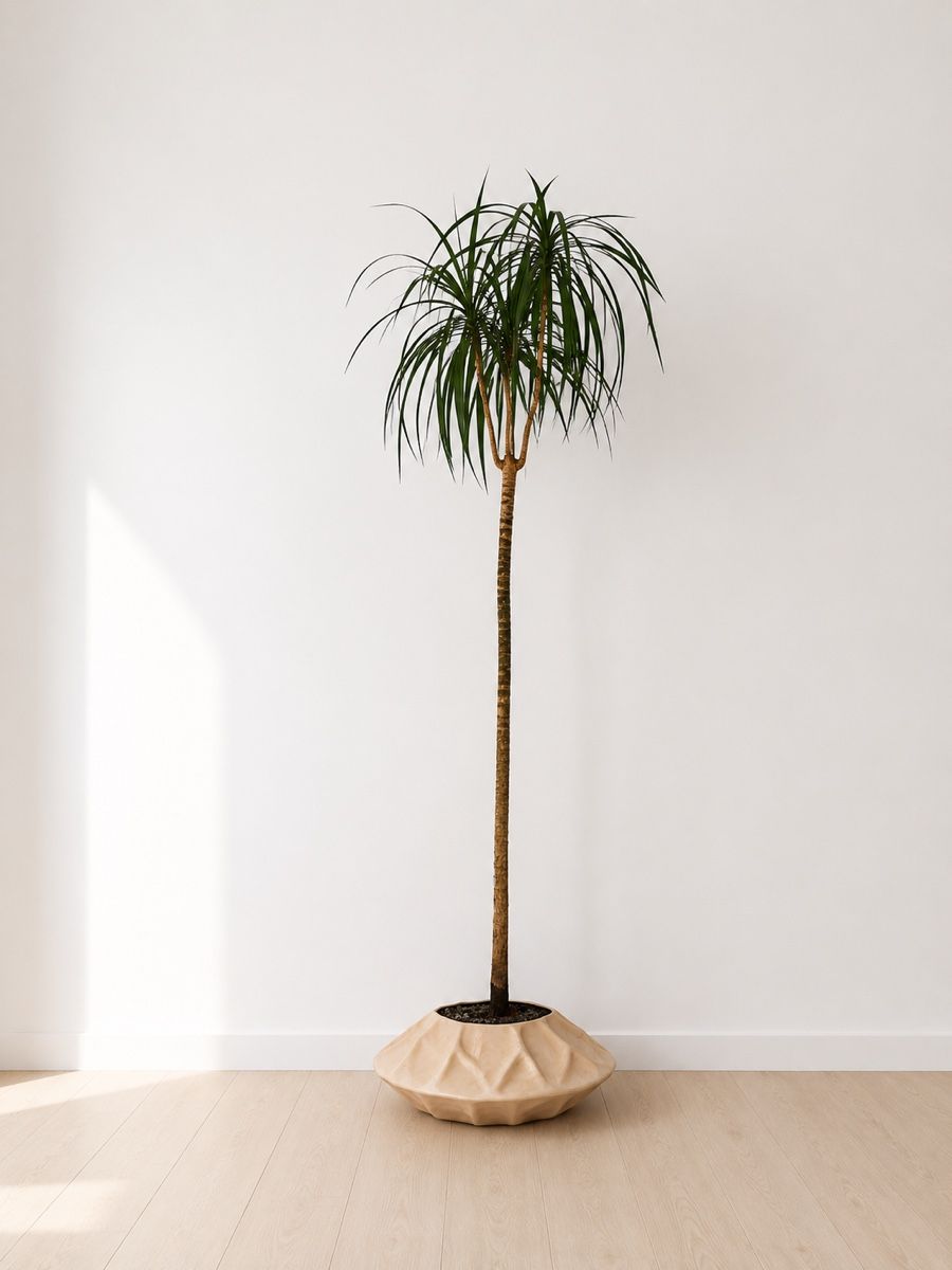Piante & sementi: Einfache Palme/Drachenbaum 1,90m – Usato da Rümlang venduto da Gruseh.ch